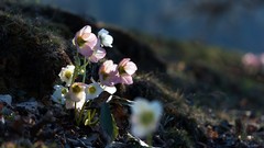 Flowers nature forests