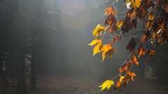 Flowers nature forests