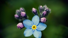 Flowers nature Forget-me-nots
