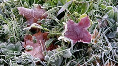Flowers nature frost