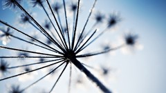 Flowers nature frost