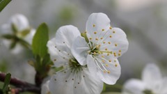 Flowers nature fruits