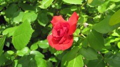 Flowers nature fruits multicolor