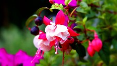Flowers nature fuschia