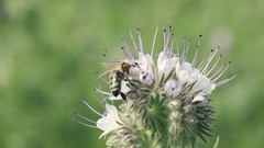 Flowers nature Garden bees