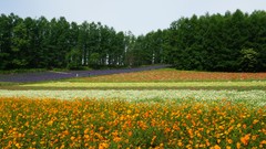 Flowers nature Garden close-up