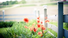 Flowers nature Garden fences red flowers depth of field