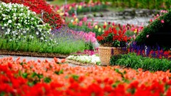 Flowers nature Garden multicolor baskets depth of field