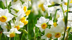 Flowers nature Garden white flowers daffodils