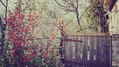 Flowers nature gate lakes houses fences oriental scape