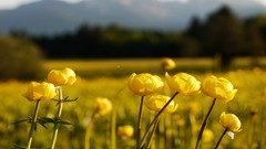 Flowers nature germany yellow flowers