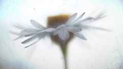 Flowers nature glass