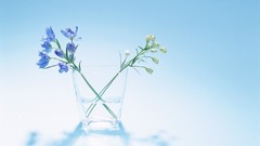 Flowers nature glass holland blue flowers