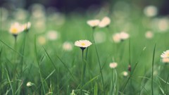 Flowers nature grass