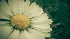 Flowers nature grass