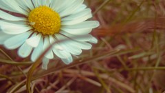 Flowers nature grass