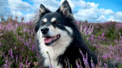 Flowers nature grass Animals clouds Dogs skies