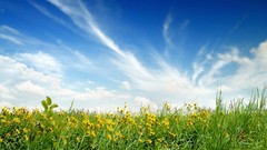 Flowers nature grass blue clouds Green meadows fields skyscapes