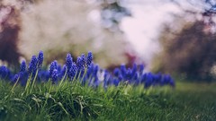 Flowers nature grass bokeh hyacinths blue flowers blurred 