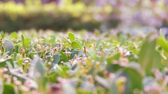 Flowers nature grass bright