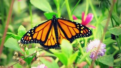 Flowers nature grass Butterflies insects