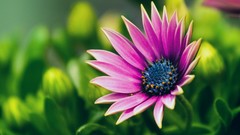 Flowers nature grass close-up Violet