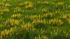 Flowers nature grass countryside Wildflowers yellow flowers