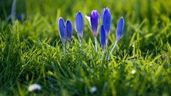 Flowers nature grass crocus blue flowers
