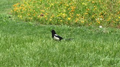 Flowers nature grass crows iran artwork
