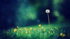 Flowers nature grass dandelions fields