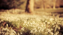 Flowers nature grass depth of field