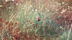 Flowers nature grass fields multicolor