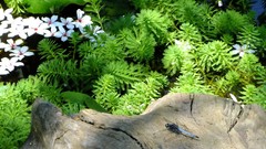 Flowers nature grass Green Plants insects Wood Dragonflies