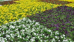 Flowers nature grass Green white flowers purple flowers Parks 