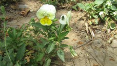 Flowers nature grass iran artwork