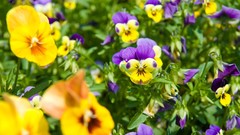 Flowers nature grass pansies