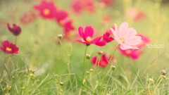 Flowers nature grass Plants