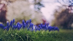Flowers nature grass Plants bokeh flora depth of field