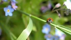 Flowers nature grass Plants insects flower petals ladybirds