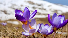Flowers nature grass Plants purple flowers crocus