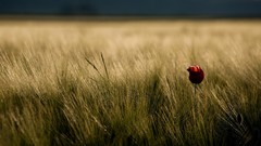 Flowers nature grass Poppies pasture