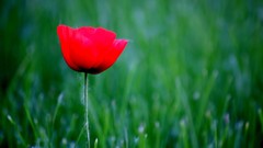Flowers nature grass Poppies red flowers