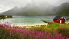 Flowers nature grass red House