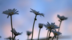 Flowers nature grass skies