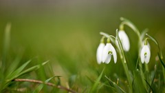 Flowers nature grass spring