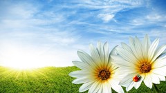 Flowers nature grass spring Daisy ladybirds