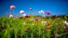 Flowers nature grass summer multicolor depth of field cosmos 