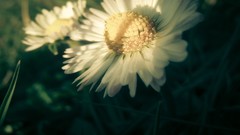 Flowers nature grass sunlight