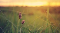 Flowers nature grass sunlight blurred background