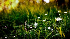 Flowers nature grass white flowers bokeh